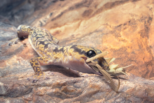 Wild inland marbled velvet gecko (Oedura cincta) eating a mantis insect on a rock face at night, Australia