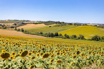 Fototapeta na wymiar Sunflowers fields in Italy in the region of Marche, province of Ancona, Italy
