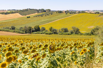 Sunflowers fields in Italy in the region of Marche, province of Ancona, Italy