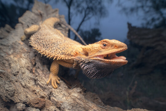 Wild central bearded dragon (Pogona vitticeps) in defensive position on a tree at night, Australia
