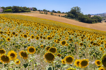 Sunflowers fields in Italy in the region of Marche, province of Ancona, Italy