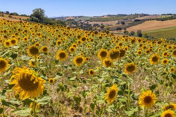 Sunflowers fields in Italy in the region of Marche, province of Ancona, Italy
