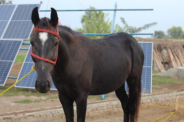 horse in the field
