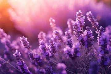 Fotobehang Lavender summer background © Livinskiy