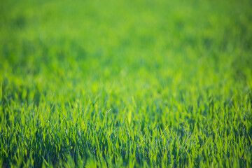 Fresh green grass on a sunny summer day close-up. Beautiful natural rural landscape with a blurred background for nature-themed design and projects