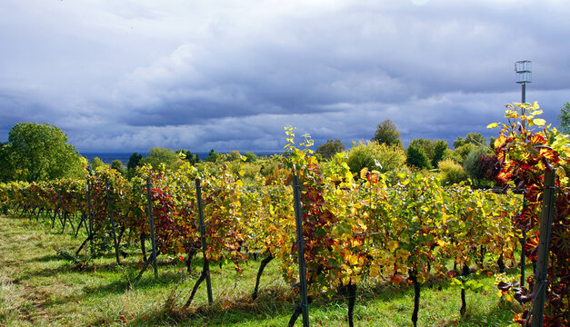 Weinberge im Herbst
