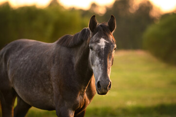 young grey horse walking on a meadow at sunset