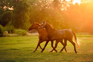 two beautiful horses running on a meadow in sunset