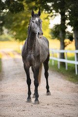 beautiful grey horse portrait on a ranch in summer