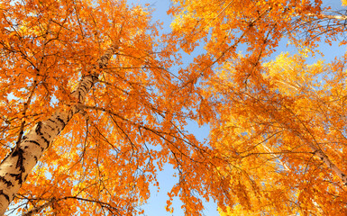 Yellow autumn birch leaves on a background of blue sky. Bright orange foliage. Seasonal weather. Picturesque nature in a birch grove. Golden color.
