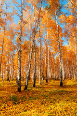 Autumn landscape in a birch grove. Seasonal sunny weather. Bright orange and yellow foliage. Leaves fallen to the ground.