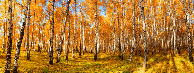 Autumn colorful landscape of birch forest. Seasonal weather. Golden leaf fall. Large panoramic image. Can be used as photo wallpaper.