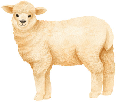 Sheep watercolor farm animals
