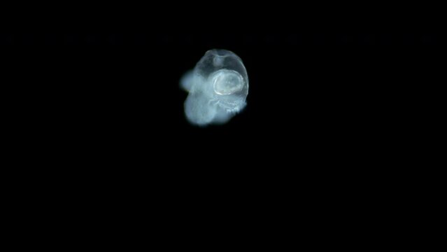 Pilidium larva of worm Heteronemertea under microscope, genus Cerebratulus ssp. With help of cilia, it floats in the water column. White sea