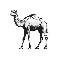 Silhouette isoliertes Kamel in schwarz-weiß vektor