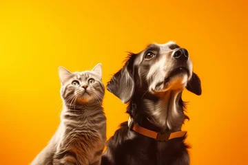 Tuinposter a dog with a cat on a yellow background. Pet concept. generative ai. © robertuzhbt89