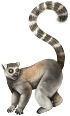 Lemur wildlife animal Watercolor