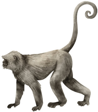 Wild monkey Watercolor illustration
