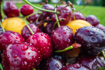 Close-up view of cherries harvest lying on green grass in garden. The concept of healthy food, vitamins, agriculture, market, cherry sale
