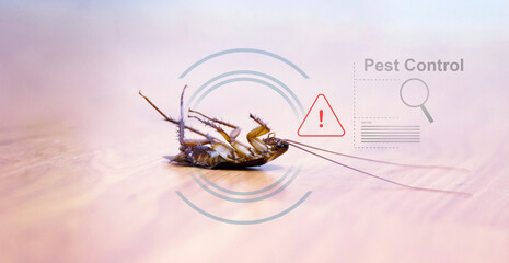 Dead cockroach on floor with caution sign pest control,pest control and exterminator service 