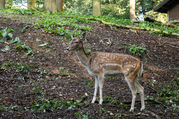 Reh im Wald Hülser Berg Krefeld