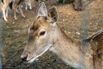 Reh im Wald Hülser Berg Krefeld