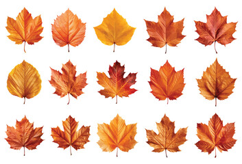 Autumn leaf vector set isolated on white
