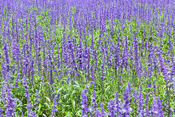 Naklejka premium The field of Salvia Farinacea also known as Mealycup blue sage, blooming in sunny day