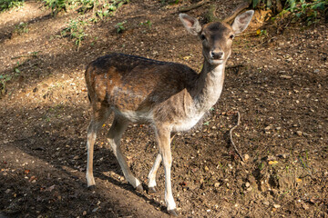 Reh im Wald Hülser Berg Krefeld