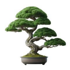 Green bonsai tree in a pot