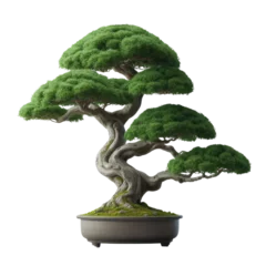 Gordijnen Green bonsai tree in a pot © Digital Dreams