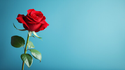 Single red rose on left side of image with space