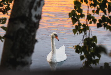White swan on the lake at sunset. The mute swan, 