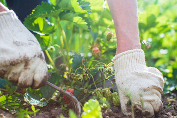 Fototapeta premium Weeding beds with agricultura plants growing in the garden. Weed control in the garden. Cultivated land close-up. Agricultural work on the plantation