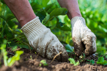 Fototapeta premium The farmer takes care of the plants in the vegetable garden on the farm. Gardening and plantation concept. Agricultural plants growing in garden beds