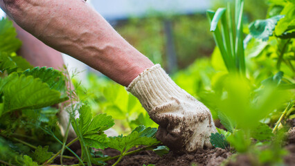 The farmer takes care of the plants in the vegetable garden on the farm. Gardening and plantation concept. Agricultural plants growing in garden beds