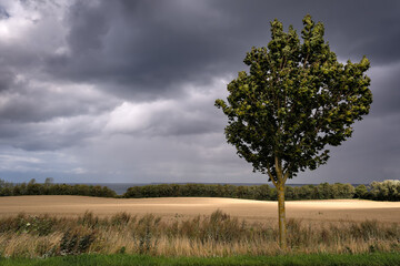 Vor dem Sturm: Gewitterwolken über einem Baum am Europäischen Fernwanderweg E9 nahe Oberhof, im Hintergrund die Ostsee - obrazy, fototapety, plakaty