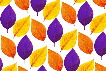 Fototapeta na wymiar Various color leaves isolated on a white background, pattern