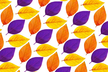 Various color leaves isolated on a white background, pattern