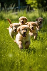 Golden Retriever puppies running in grassy field - obrazy, fototapety, plakaty