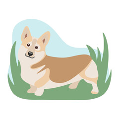 Corgi dog on a walk vector illustrarion. Dog breeding.