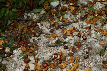 Horse chestnuts laying on a gravel road, close up. Natural composition with dead leaves. Fall atmosphere.