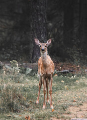 White-tailed deer (Odocoileus virginianus) is standing in a field with green grass