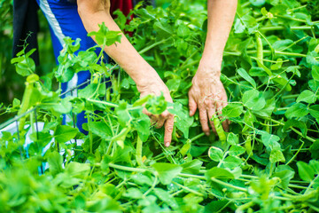 Fototapeta premium Farmer's hands harvest crop of pea in the garden. Plantation work. Autumn harvest and healthy organic food concept close up with selective focus