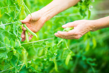 Farmer's hands harvest crop of pea in the garden. Plantation work. Autumn harvest and healthy organic food concept close up with selective focus