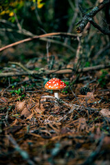 mushroom growing in the woods, single red muchroom with white dots. Fly agaric or Amanita muscariaone of the most beautifull and deadly mushrooms and fungus in the world