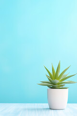 minimalistic blue background with succulents, with empty copy space