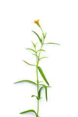 Fresh tarragon on white background.