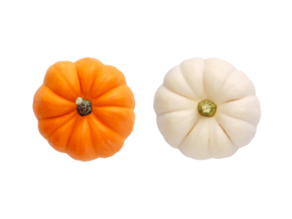 Two fresh orange and white colored miniature pumpkins isolated. Top view.
