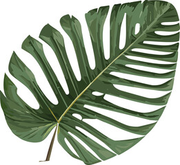 Monstera leaf isolated on white